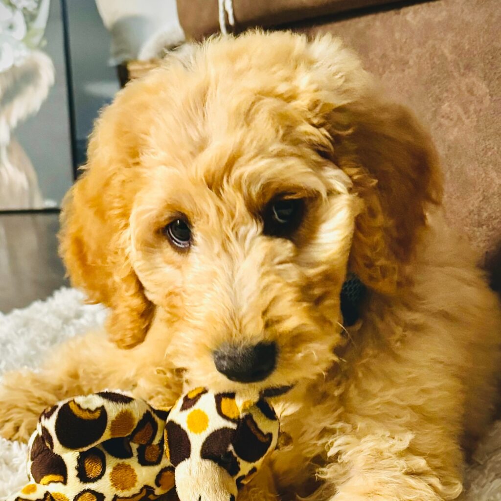 Cutest Pet | Scout 1 Scout 1