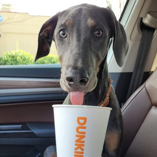 Lavender, a grey-brown doberman, sits in car. Lavender is the winner of the 2026 Cutest Pet Contest by Carolina Caring Foundation.